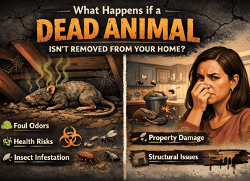 What Happens if a Dead Animal